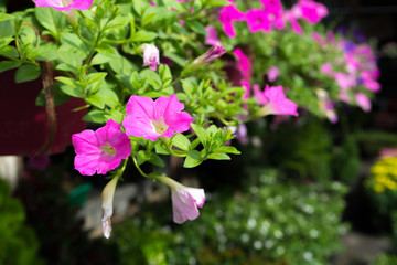 Ipomoea purpurea, the Purple, Tall, or Common Morning Glory, a species in the genus Ipomoea is climbing without pot