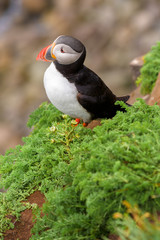 Puffin on the rocks at latrabjarg, Iceland 
