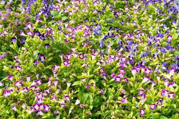 Colorful violas in the summer garden for background