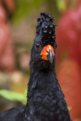 Mutum-de-bico-vermelho Macho (Crax blumenbachii) | Red-billed Curassow Male photographed at the Cupido e Refúgio Farm in Linhares, Espírito Santo - Southeast of Brazil. Atlantic Forest Biome. 