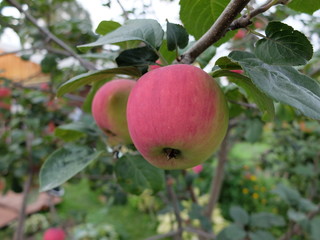 Obraz premium Red apple on the tree