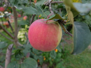 Obraz premium Red apple on the tree