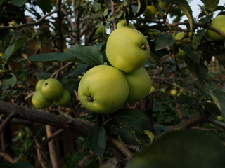 Green apple on the tree