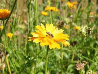 Bee on yellow flower