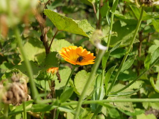 Bee on yellow flower