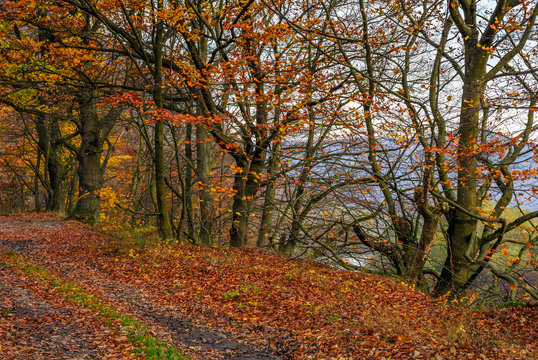 lovely autumnal scenery with dirt road in forest with reddish foliage