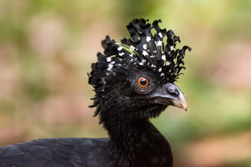 Mutum-de-bico-vermelho Fêmea (Crax blumenbachii) | Red-billed Curassow Female photographed at the Cupido e Refúgio Farm in Linhares, Espírito Santo - Southeast of Brazil. Atlantic Forest Biome. 