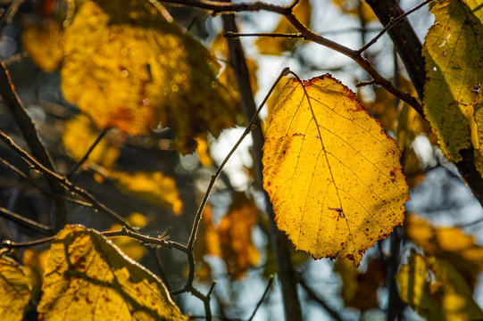 yellow leaf on the twig in autumn forest. beautiful autumnal background
