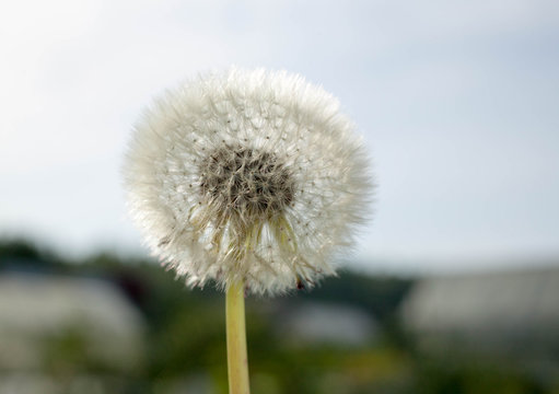 Close-up dandelion