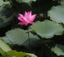 Lotus and enlightenment