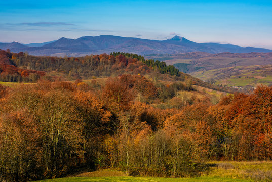 forest with red foliage on hills in autumnal countryside. stunning view of mountainous area with gorgeous high peak of blue mountain ridge in a distance