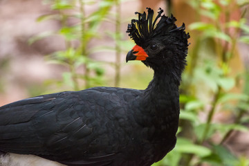 Mutum-de-bico-vermelho Macho (Crax blumenbachii) | Red-billed Curassow Male photographed at the Cupido e Refúgio Farm in Linhares, Espírito Santo - Southeast of Brazil. Atlantic Forest Biome. 