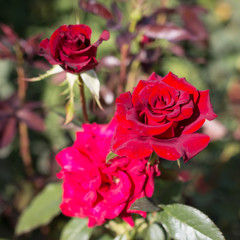 red roses on a bush