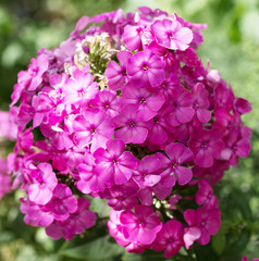 Fototapeta premium pink flowers