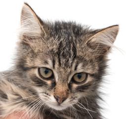 Obraz premium Maine Coon Kitten