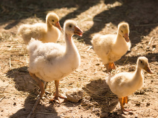 Duck for a walk on the farm