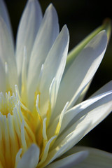White petals and Yellow pollen of water Lily