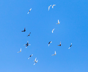 A flock of pigeons on a blue sky