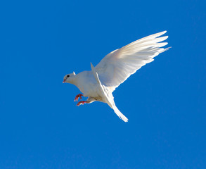 White dove in flight against a blue sky