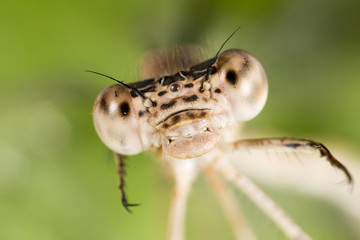 Big eyes on the head of a dragonfly