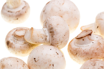 Mushrooms champignons on a white background