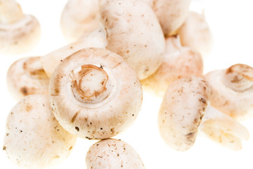 Mushrooms champignons on a white background