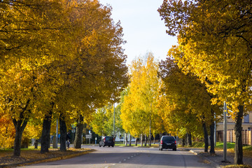 golden autumn trees in sunny weather in the city street, sunny autumn evening light. Bright autumn nature trees.Autumn nature in soft sunny light. 