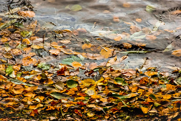 water lake. Autumn weather. yellow leaves pattern photo. Autumn color. Eco concept. Copy space for text