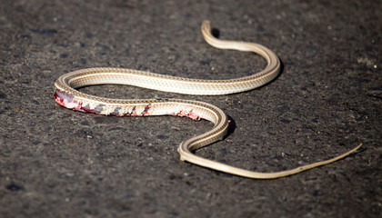 Auto crippled a snake on the road