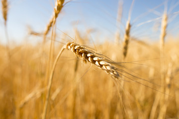 Yellow ears of wheat in a field in nature