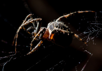 The spider sits on a web on the hunt