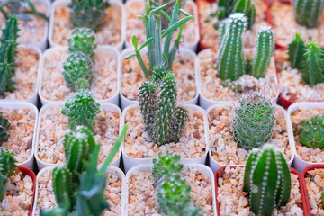 Cactus Many species