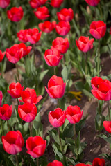Obraz na płótnie Canvas Beautiful red tulips in nature