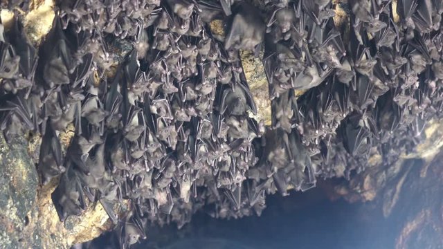 Mouse Bats on the cave arch in Pura Goa Lawah (bat cave temple). The temple is built surrounding a limestone cave that housed thousands of bats. East Bali. Indonesia,