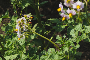 Green shrubs of potato on the field