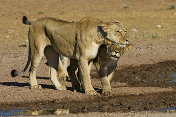 Lion Affection