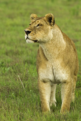 Looking for Prey