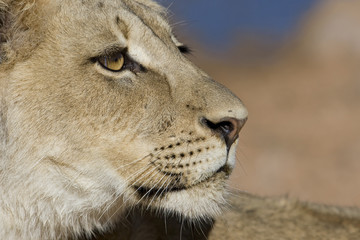 Lion Cub Eyes
