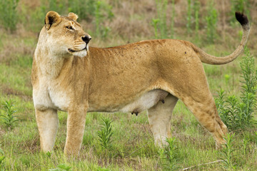 Queen of the plains