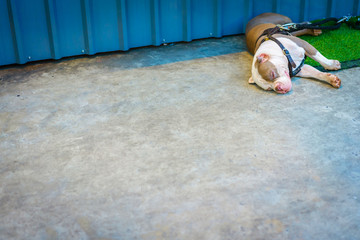 Pitbull dog sleeping on the road, hipster and minimalist photography with copy space.