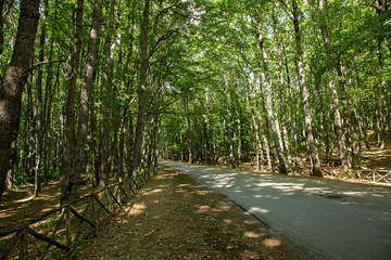 Fototapeta premium Bosco di Montemarano