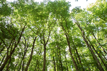 Bosco di Montemarano