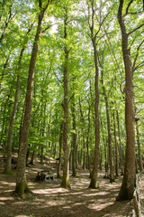 Obraz premium Bosco di Montemarano