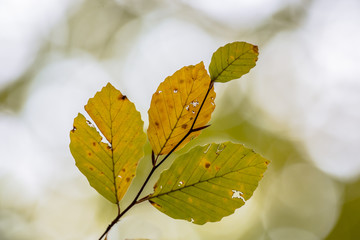 Battered Autum leaves of Beech
