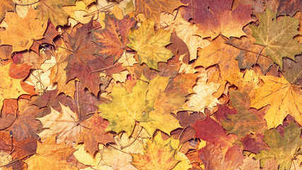 Naklejka na ściany i meble Colorful autumn background. Fallen leaves.
