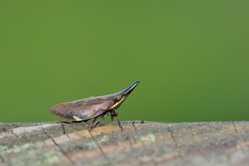 The close-up of Elephant a foam cicadas (Philagra sp) 