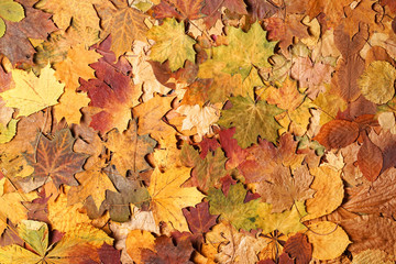 Naklejka na ściany i meble Autumn leaves in forest. Seasonal background.