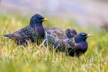 Flock of common starling in a grass field