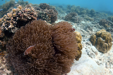Clownfish found in coral reef area at Redang island, Malaysia
