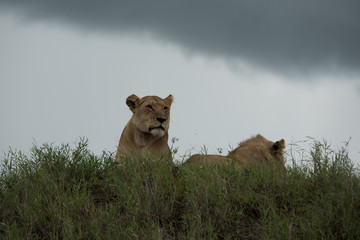 Lion (Panthera leo)